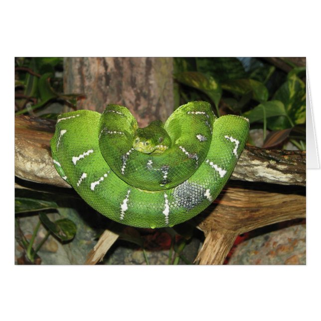 Emerald Tree Boa Snake Card (Vorderseite (Horizontal))