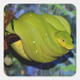 Emerald Tree Boa Snake Quadratischer Aufkleber