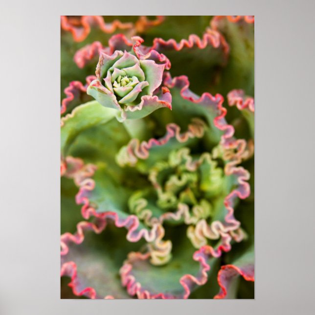 Emerging bud of an Echeveria Plant Poster (Vorne)