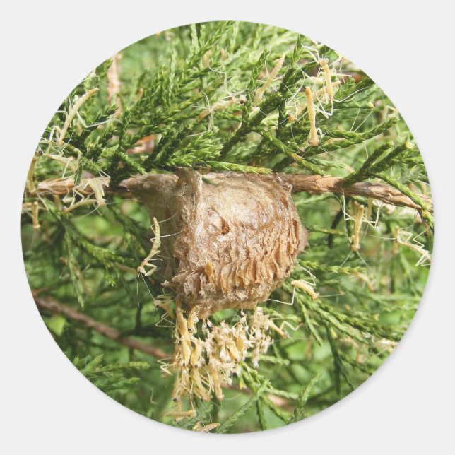 Emerging Mantis ~ Aufkleber (Vorderseite)