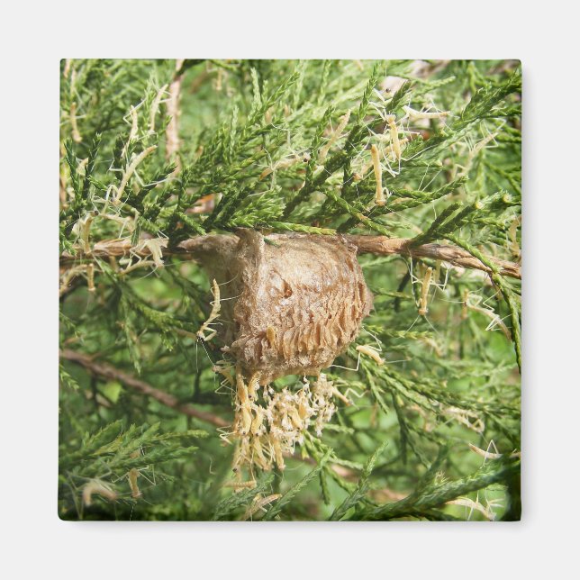 Emerging Mantis ~ Magnet (Vorne)