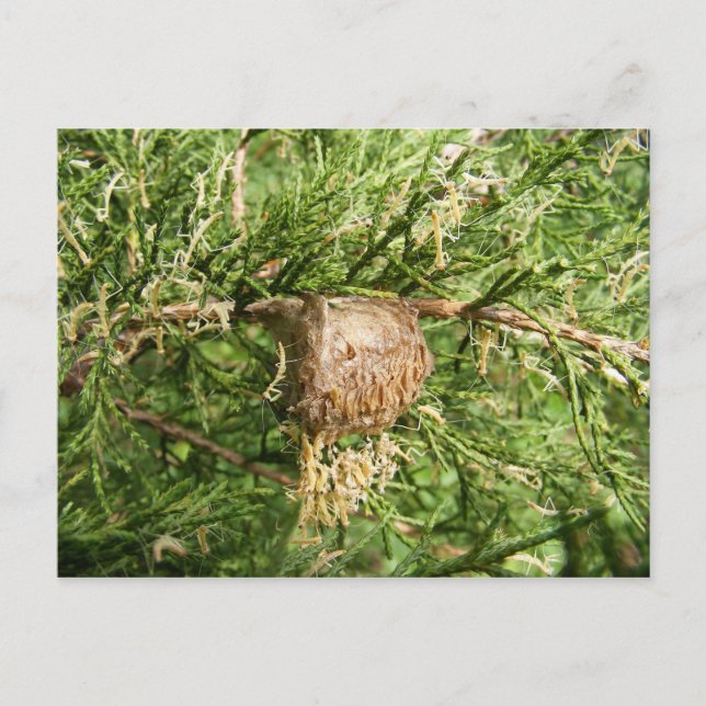 Emerging Mantis ~ Postkarte (Vorderseite)