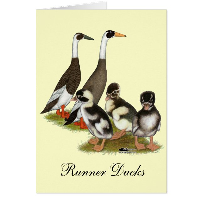 Emery Penciled Runner Duck Family (Vorne)