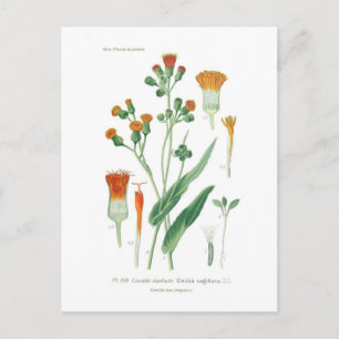 Emilia sagittata postkarte