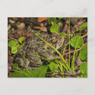 Emonton, Alberta, Canada Postkarte