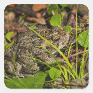 Emonton, Alberta, Canada Quadratischer Aufkleber