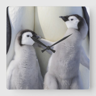 Emperor Penguin Chick Quadratische Wanduhr