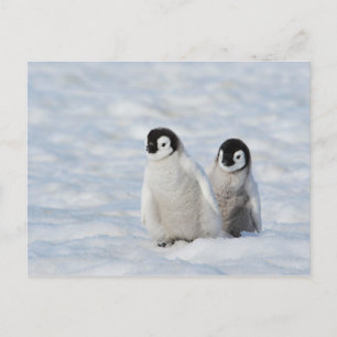 Emperor Penguin Chicks Antarktis Postkarte