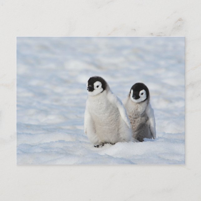 Emperor Penguin Chicks Antarktis Postkarte (Vorderseite)