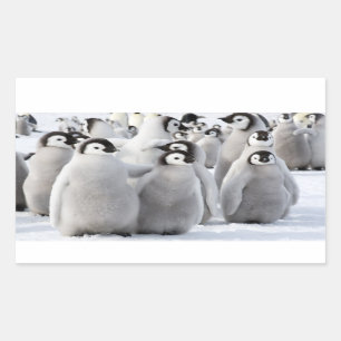 Emperor Penguin Chicks - Aufkleber