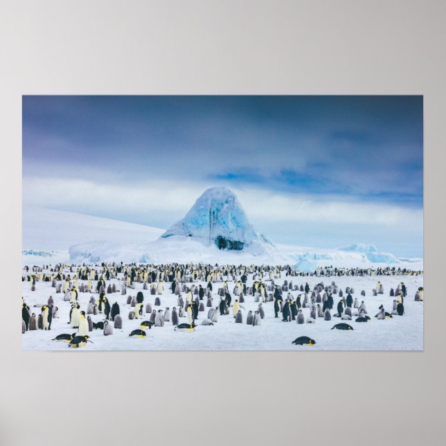 Emperor Penguin Colony Poster (Vorne)