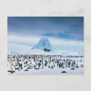 Emperor Penguin Colony Postkarte