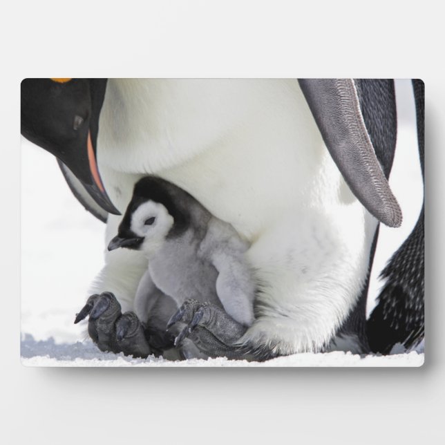 Emperor Penguin Snow Hill Island Fotoplatte (Vorderseite)