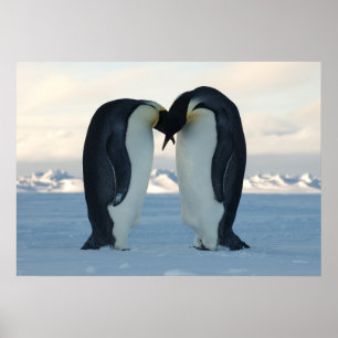 Emperor Penguins Kissing Poster