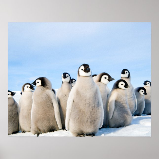 Emperor Pinguin Chicks Poster (Vorne)