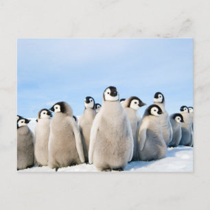 Emperor Pinguin Chicks Postkarte