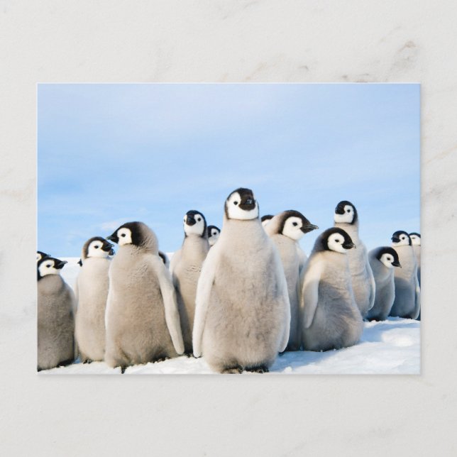 Emperor Pinguin Chicks Postkarte (Vorderseite)