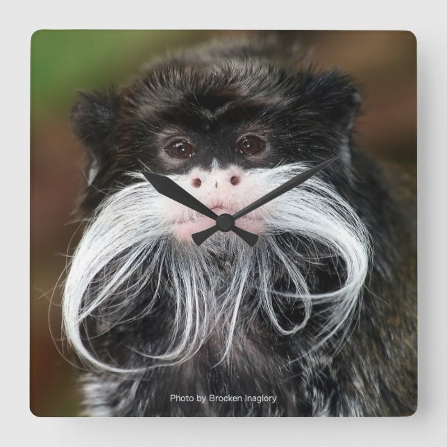 Emperor Tamarin Quadratische Wanduhr (Vorderseite)