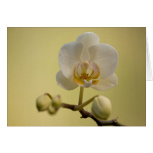 Empfindliche weiße Orchidee