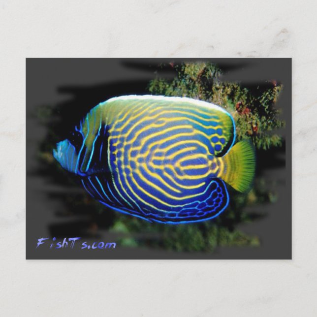 Emporer Angelfish Postkarte (Vorderseite)