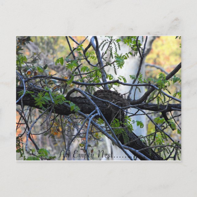 Empty Nest Postcard Postkarte (Vorderseite)