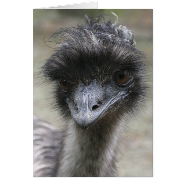 Emu (Vorne)