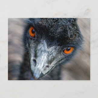 Emu-Beobachtung Postkarte