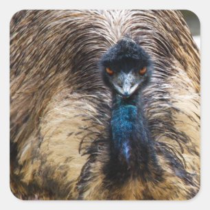 Emu Bird Animal Wildlife Nature Fotografy Quadratischer Aufkleber