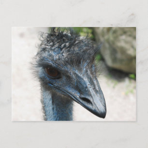 Emu Bird sieht dich an Postkarte