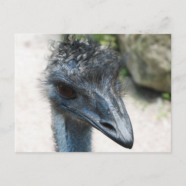 Emu Bird sieht dich an Postkarte (Vorderseite)