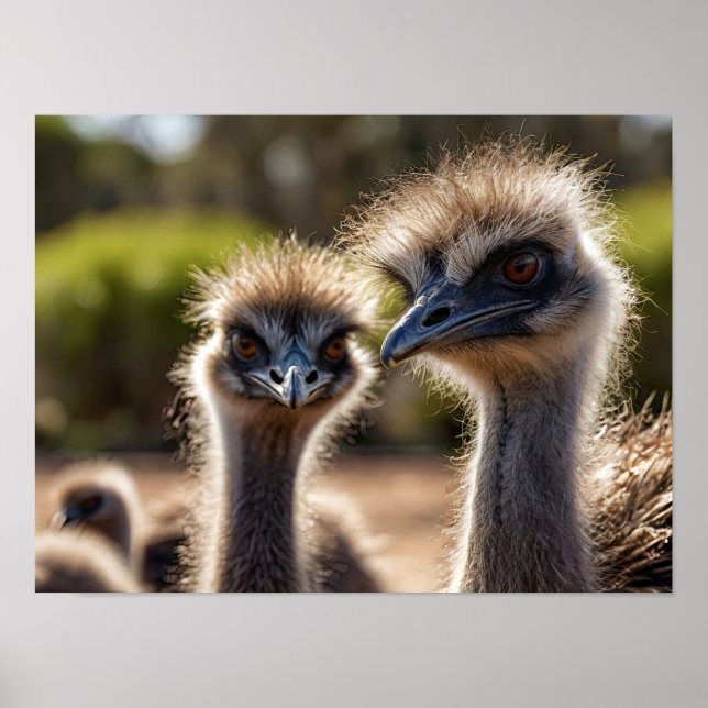 Emu Birds Poster (Vorne)