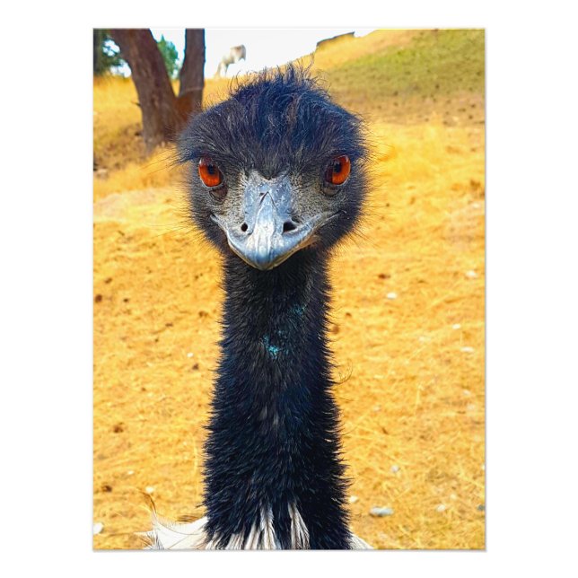 Emu Fotodruck (Vorne)