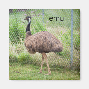 Emu Kühlschrank Magnet