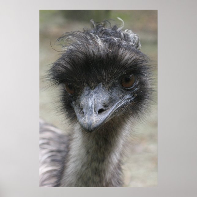 Emu Poster (Vorne)