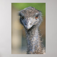 Emu
