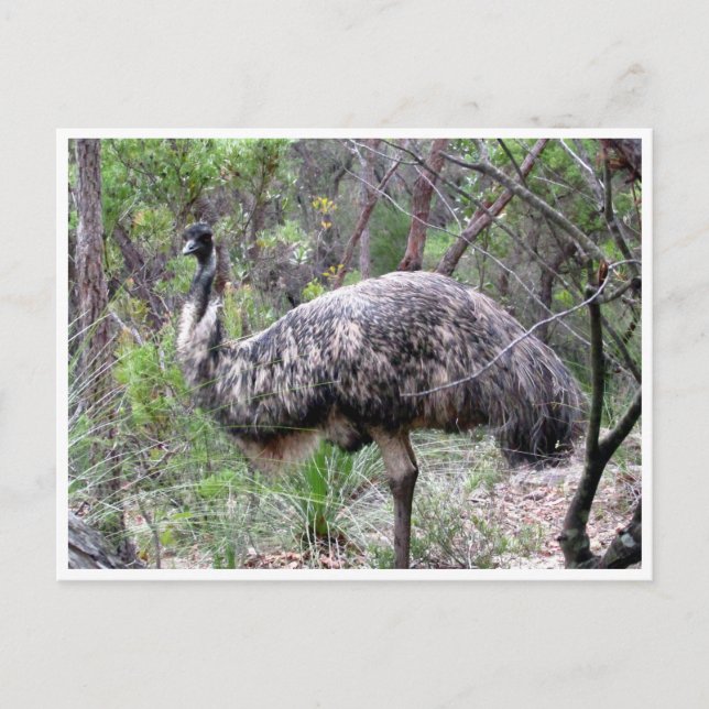 Emu Postkarte (Vorderseite)