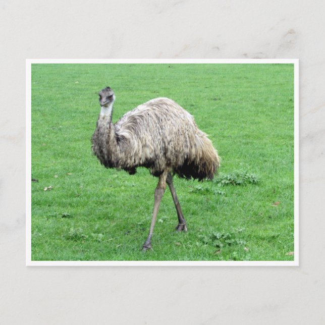 Emu Postkarte (Vorderseite)