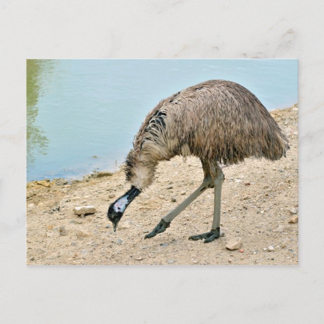 Emu Spaziergang in der Nähe des Teiches Postkarte (Vorderseite)