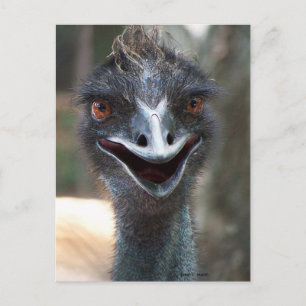 Emu Sprichwort HI! Offener Schnabel große braune A Postkarte