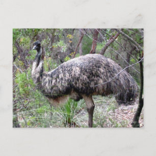 Emu-Wild Postkarte