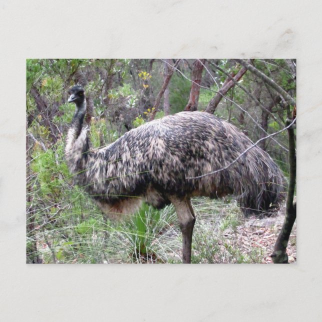 Emu-Wild Postkarte (Vorderseite)