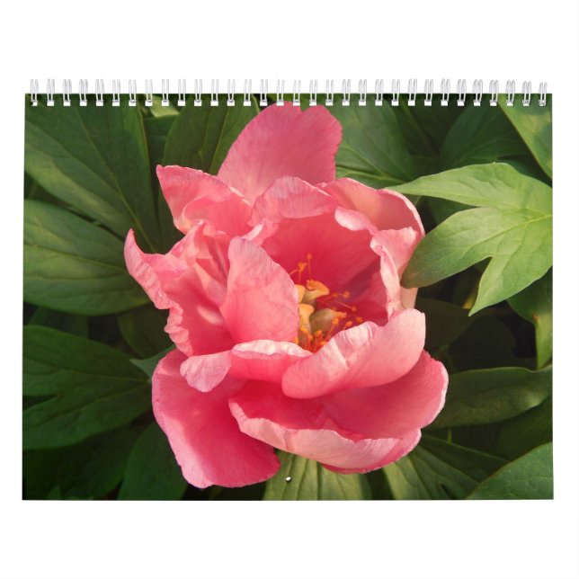En-Farbe Calendario Betrug fotografía Des Flores Kalender (Titelbild)