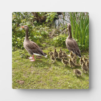 Enck's Leben.. Fotoplatte