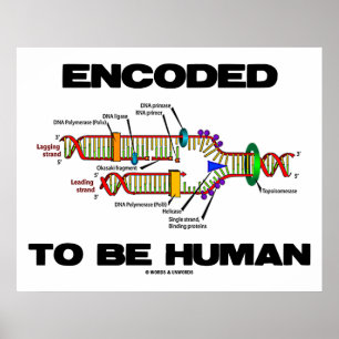 Encoded to be human (DNA-Replikation) Poster