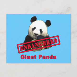 ENDANGERED Giant Panda Postkarte