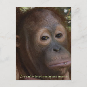 Endangered Species of Wildlife Orangutan Postkarte