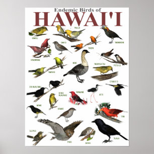 Endemische Vögel auf Hawai'i Poster