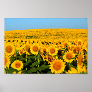 Endlose Sonnenblumen Poster