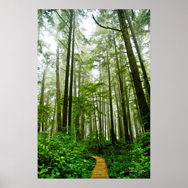 Endlose Wege, Bäume und Geschichten im Regenwald Poster (Vorne)