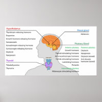 Endokrine Glanden & Hormone des Kopfes und des Nec
